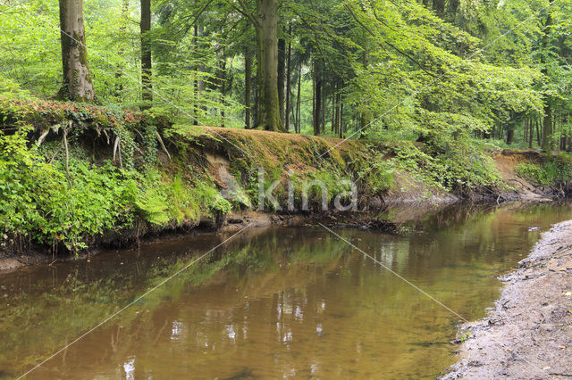 Beuk (Fagus sylvatica)