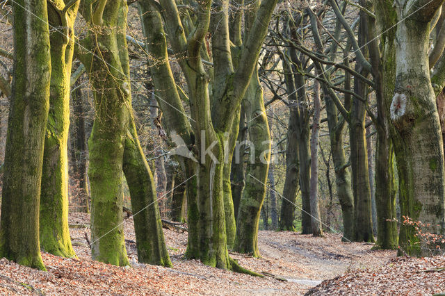 Beech (Fagus sylvatica)