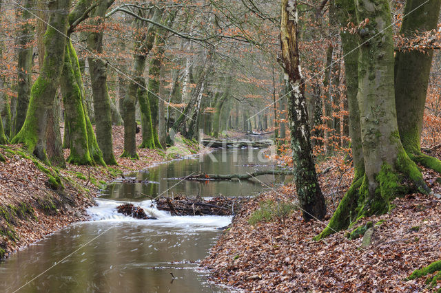 Beech (Fagus sylvatica)