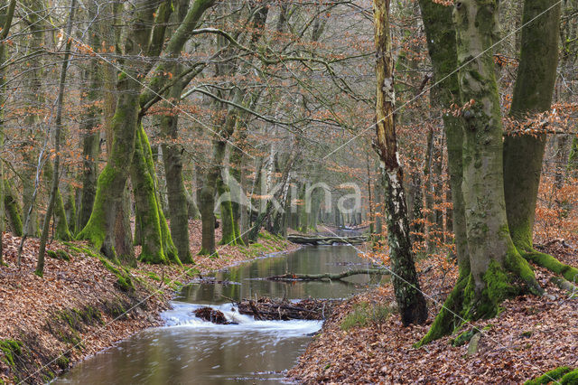 Beuk (Fagus sylvatica)