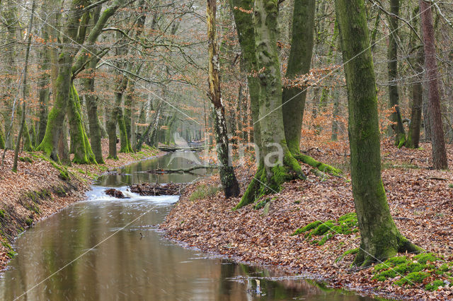 Beech (Fagus sylvatica)