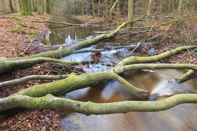 Beech (Fagus sylvatica)