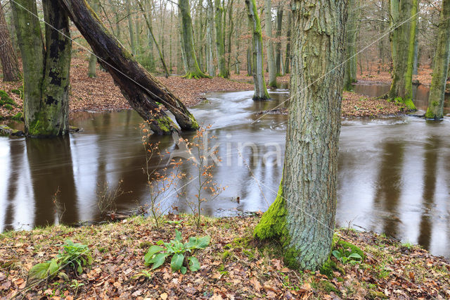 Beuk (Fagus sylvatica)