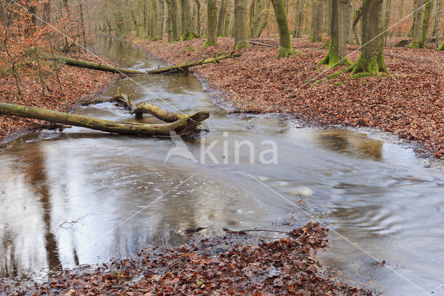 Beech (Fagus sylvatica)