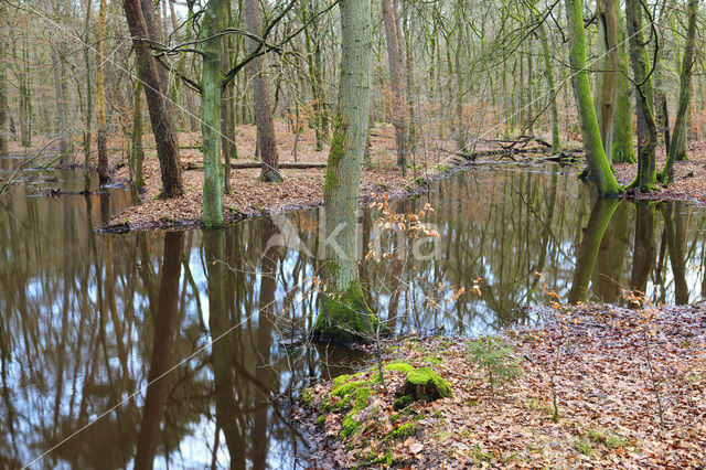 Beuk (Fagus sylvatica)