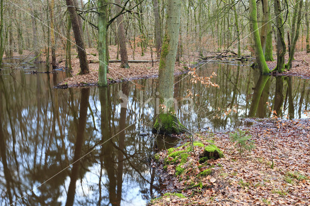 Beuk (Fagus sylvatica)