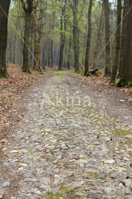 Beech (Fagus sylvatica)