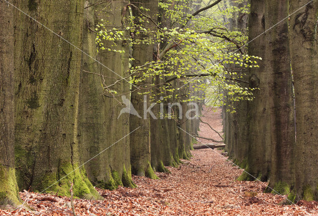 Beech (Fagus sylvatica)