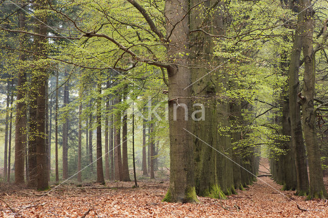 Beuk (Fagus sylvatica)