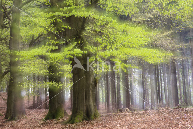 Beech (Fagus sylvatica)