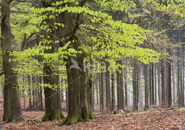 Beech (Fagus sylvatica)