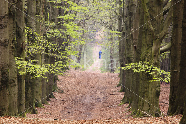 Beech (Fagus sylvatica)