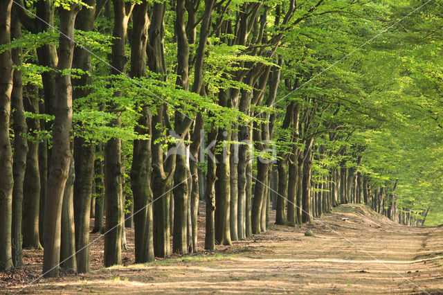 Beuk (Fagus sylvatica)