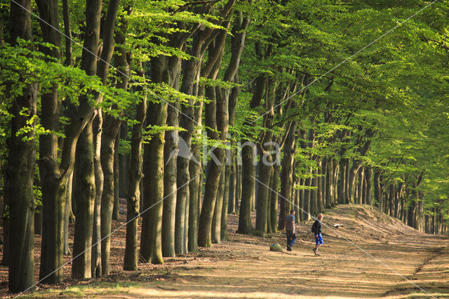 Beech (Fagus sylvatica)