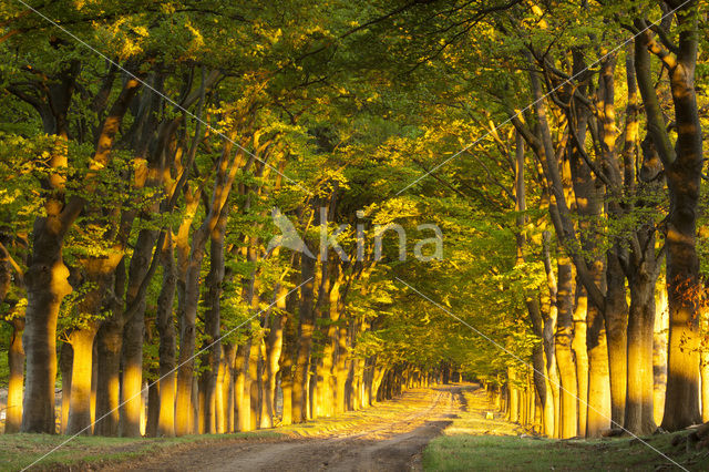 Beech (Fagus sylvatica)