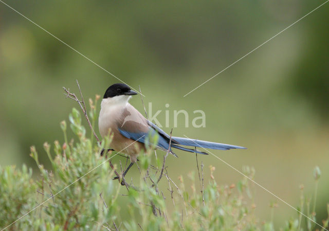 Blauwe Ekster (Cyanopica cyanus)