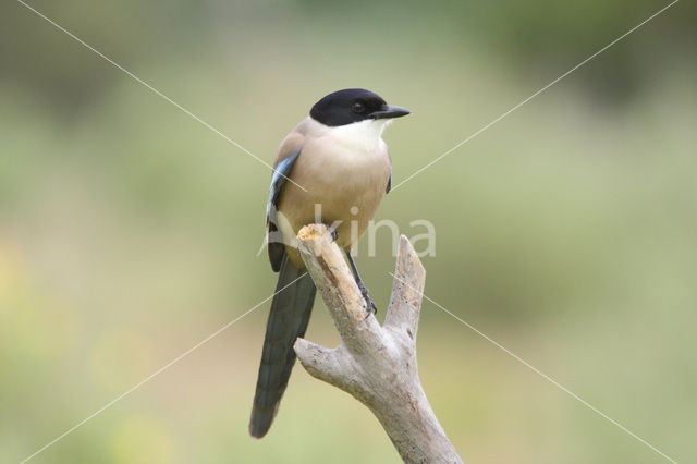 Blauwe Ekster (Cyanopica cyanus)