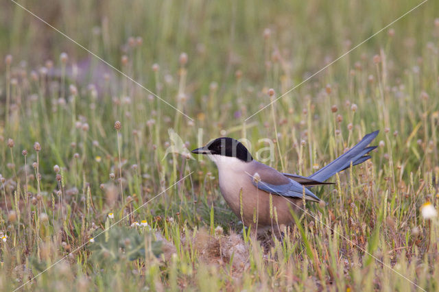 Blauwe Ekster (Cyanopica cyanus)