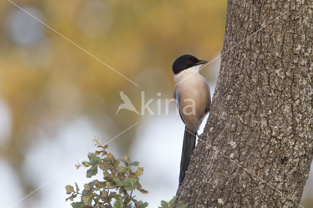 Blauwe Ekster (Cyanopica cyanus)