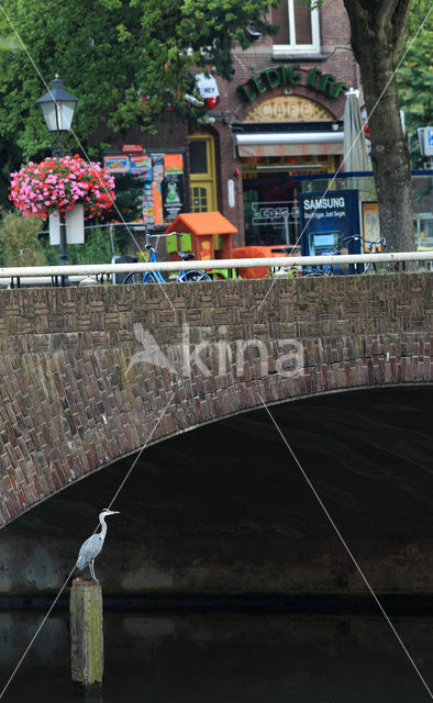 Blauwe Reiger (Ardea cinerea)