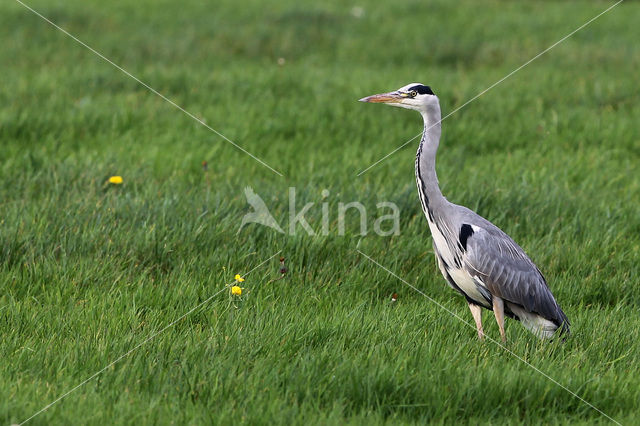 Grey Heron (Ardea cinerea)