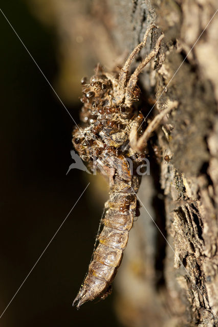 Blauwoogbronlibel (Cordulegaster insignis)