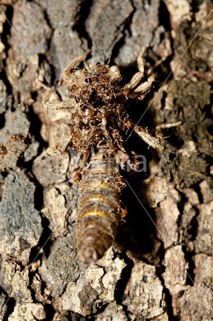 Blue-Eyed Goldenring (Cordulegaster insignis)