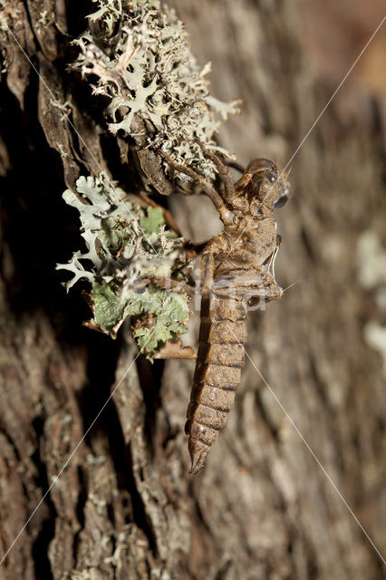 Blauwoogbronlibel (Cordulegaster insignis)