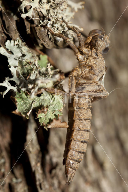 Blauwoogbronlibel (Cordulegaster insignis)