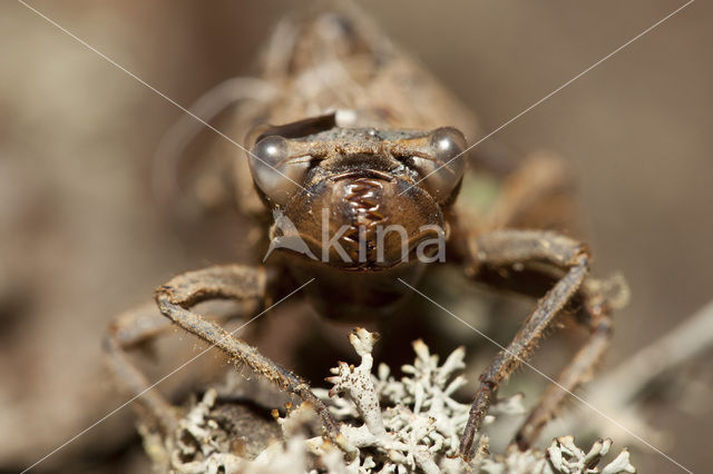 Blauwoogbronlibel (Cordulegaster insignis)