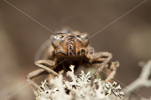 Blauwoogbronlibel (Cordulegaster insignis)