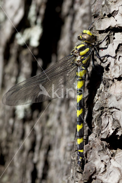 Blue-Eyed Goldenring (Cordulegaster insignis)