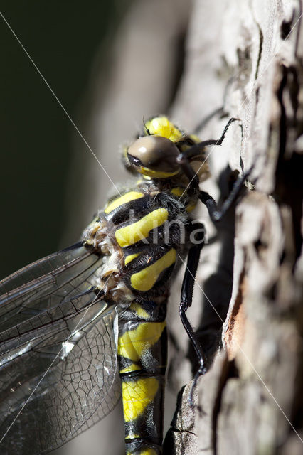 Blue-Eyed Goldenring (Cordulegaster insignis)