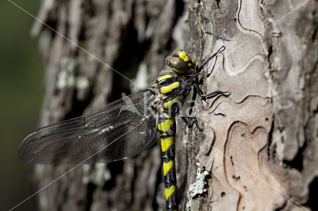 Blue-Eyed Goldenring (Cordulegaster insignis)