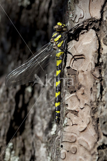 Blauwoogbronlibel (Cordulegaster insignis)