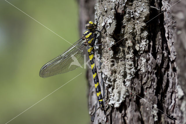 Blauwoogbronlibel (Cordulegaster insignis)