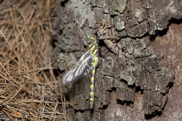 Blauwoogbronlibel (Cordulegaster insignis)