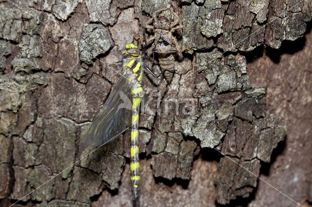 Blauwoogbronlibel (Cordulegaster insignis)