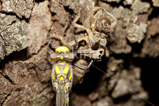 Blue-Eyed Goldenring (Cordulegaster insignis)