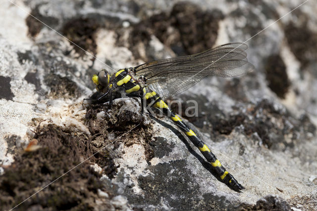 Blauwoogbronlibel (Cordulegaster insignis)