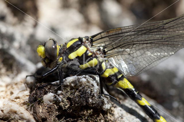 Blauwoogbronlibel (Cordulegaster insignis)