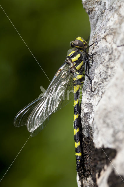 Blauwoogbronlibel (Cordulegaster insignis)