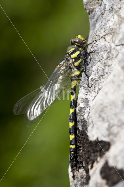 Blauwoogbronlibel (Cordulegaster insignis)