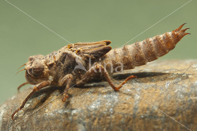 Blauwoogbronlibel (Cordulegaster insignis)