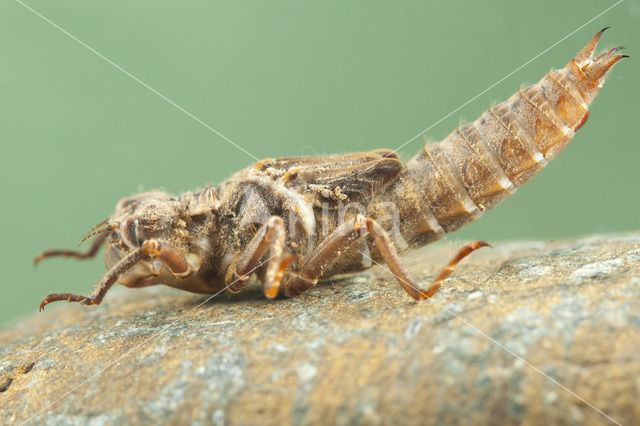 Blue-Eyed Goldenring (Cordulegaster insignis)