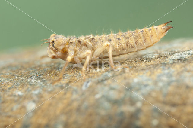 Blue-Eyed Goldenring (Cordulegaster insignis)