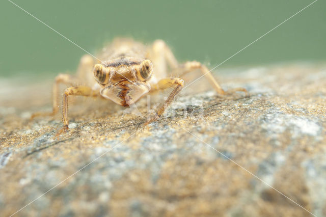 Blauwoogbronlibel (Cordulegaster insignis)