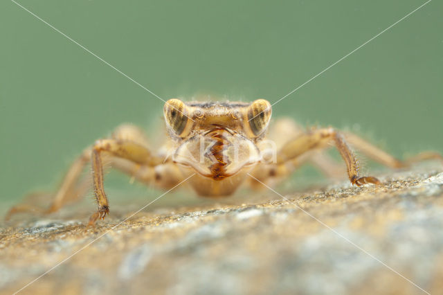 Blauwoogbronlibel (Cordulegaster insignis)