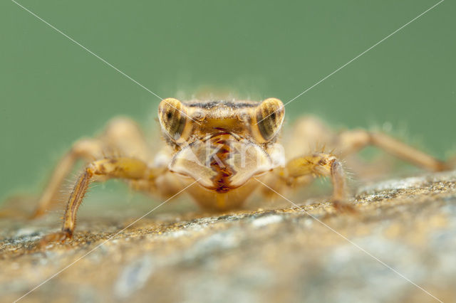 Blue-Eyed Goldenring (Cordulegaster insignis)