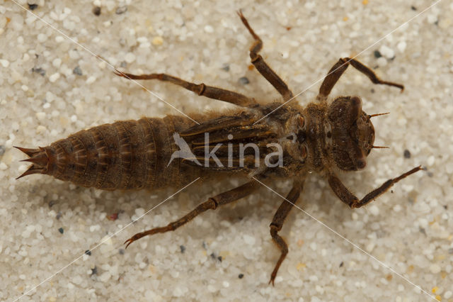 Blue-Eyed Goldenring (Cordulegaster insignis)